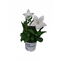 Platycodon Ø 10.5 cm