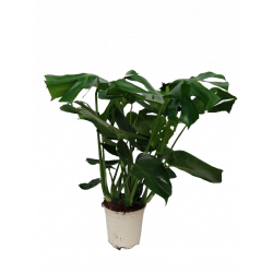 Monstera deliciosa pot de Ø...