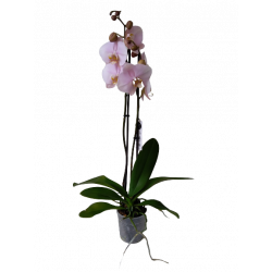 Terreau Orchidée 6L Solabiol