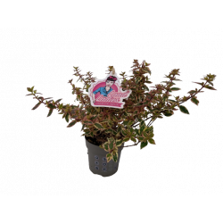 Abelia grandiflora pot Ø 13 cm