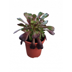 Aeonium rubrum pot de Ø 17 cm