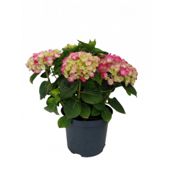 Hortensia extérieur Ø 23 cm...