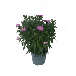 Aster unicolore pot de 12 cm