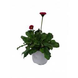 Paquerette pot de 9/10.5 cm