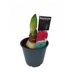 Amaryllis fleurs simple 1/2...