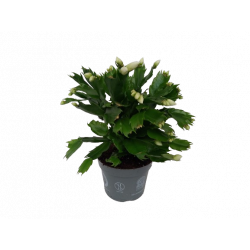 Epiphyllum Ø 12-13 cm