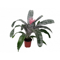 Aechmea Bilbergia fasciata...