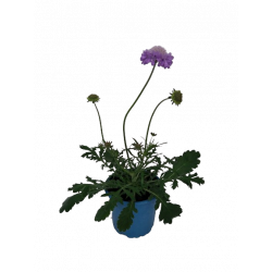 Scabieuse vivace Ø 12 cm
