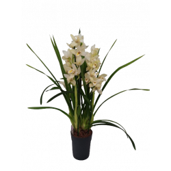 Cymbidium Ø 14 cm 2 branches