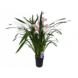 Cymbidium Ø 14 cm 3/4 branches