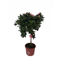 Azalée d'intérieur tige Ø...