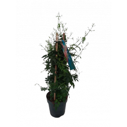 Jasmin polyanthum boutons...