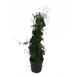 Jasmin polyanthum Pyramide...