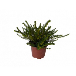 Bruyère Darley pot de 9 cm