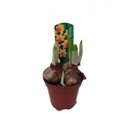 Narcisse jaune Jet Fire pot...