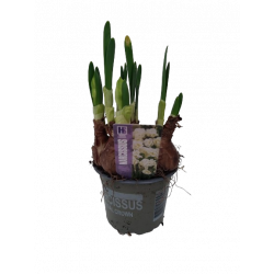 Narcisse blanc Bridal Crown...