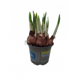 Narcisse jaune Tête à tête...