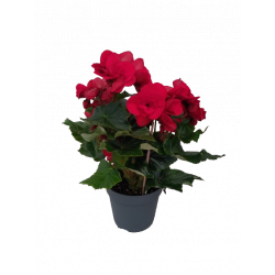 Begonia d'intérieur Ø 13/14 cm