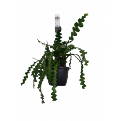 Epiphyllum anguliger ou...