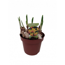 Narcisse Jet Fire pot Ø 12 cm