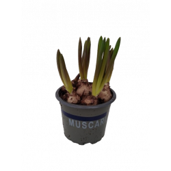 Muscari bleu pot Ø 9 cm
