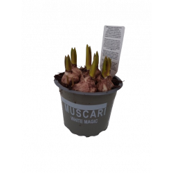 Muscari blanc pot Ø 9 cm