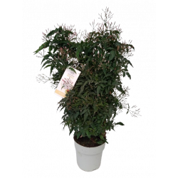 Jasmin polyanthum espalier...