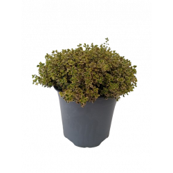 Thym citron Ø 14 cm