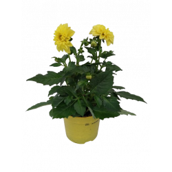 Dahlia Ø 12 cm