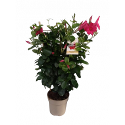 Dipladenia Palissé ou...