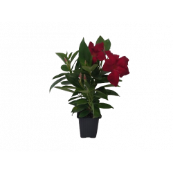 Dipladenia godet Ø 7 cm