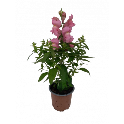 Muflier pot Ø 10.5 cm...