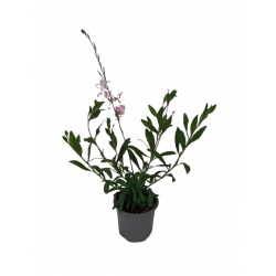 Gaura vivace Ø 10.5 cm