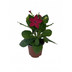 Tabac d'ornement pot de...