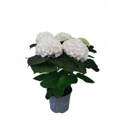 Hortensia Ø 18 cm 4-6...