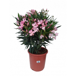 Laurier unicolore Ø 25 cm