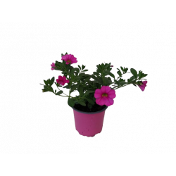 Calibrachoa Ø 10.5 cm