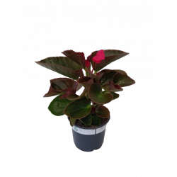 Bégonia big Ø 10.5 cm...