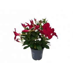 Dipladenia pot de 13-14 cm