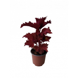 Coleus pot de 10-12 cm