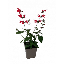 Sauge coccinea rouge pot Ø...