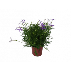 Laurentia bleu Ø 12 cm