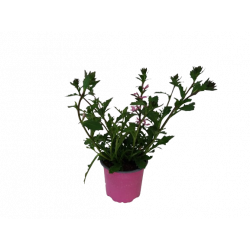Scaevola Ø 10.5 cm