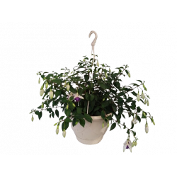 Fuchsia suspension pot de Ø...