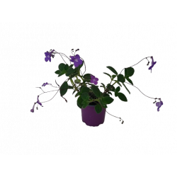 Streptocarpus pot de 10.5 cm