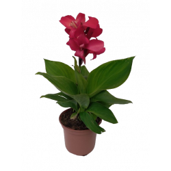 Canna pot de 17 cm