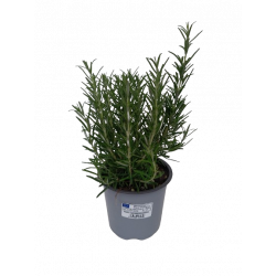 Romarin droit pot de 14 cm