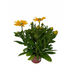 Rudbeckia sunbeckia Ø 15 cm