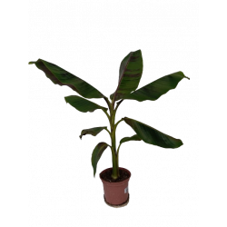 Bananier Red Tiger pot de...