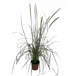 Graminée pennisetum...